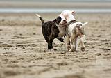 BOULEDOGUE AMERICAIN 247